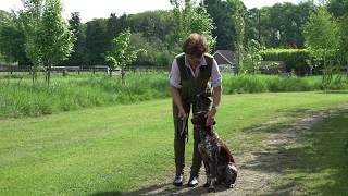 9 Month German shorthaired Pointer first off lead heelwork training [upl. by Spevek]