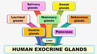 Human exocrine glands  Pancreatic Salivary Sweat Lacrimal Mammary Sebaceous and Gastric glands [upl. by Aviv654]