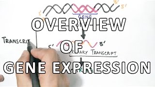 Overview of Gene Expression  Oculocutaneous Albinism Type 2 [upl. by Evets]