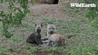 WildEarth  Sunset Safari  15 November 2023 [upl. by Irrehc]