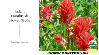 Annual Indian Paintbrush Seeds Castilleja integra Wildflower Castilleja prairie fire Perennial USA [upl. by Attiuqehs]