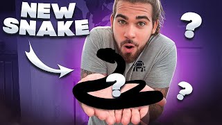 UNBOXING 21 VENOMOUS Snakes  New Rattlesnake [upl. by Aivartal]