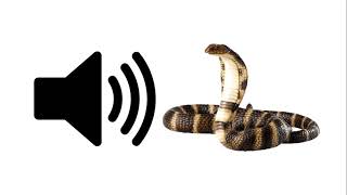 Rattlesnake  Sound Effect [upl. by Novelia]