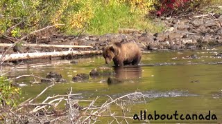 Young Grizzly Bear  Canadas Nature  Wildlife  BC Canada [upl. by Rednave]