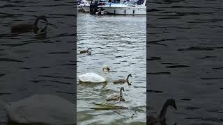 7 Cygnets and Swan Parents swanfamily swans babyswan cygnets swanlife birds wildlife [upl. by Agace]