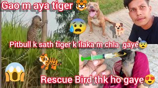 Gao m aya tiger  rock k sath tiger k ilaka m phoch gaye full vlog [upl. by Zahara]