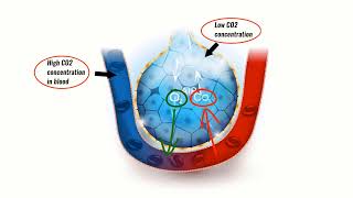 VENTILATION PERFUSION RATIO VQ EXPLAINED Breathing explained Respiratory Physiology [upl. by Carmelina72]