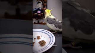 Cute Cockatiel Asks Adorable Question Before Dancing Dippidippidoos amp Headbangs  Tiel Named Loubert [upl. by Antoinette]