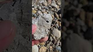 Jameson Found A Big Chuck Of Chert With Some Druzy chert druzy rockhounding [upl. by Ranice]