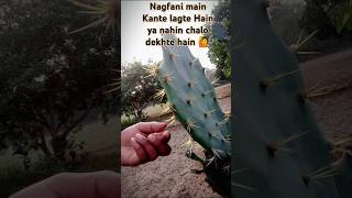 Nagfani mein Kante lagte Hain ya nahin chalo dekhte hain 🙋👈 vlog video trending vlogs india [upl. by Inatirb]