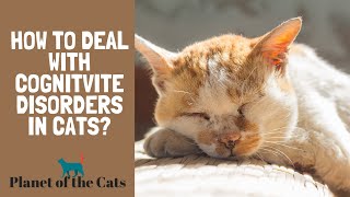 DOES YOUR CAT HAVE DEMNTIA How to Deal with Cognitive Disorders in Cats [upl. by Sedinoel]