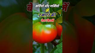 टमाटर की TOP5 किस्में Tomato Best Variety टमाटर की खेती Tamater ki variety Cultivation Farming [upl. by Nagam]