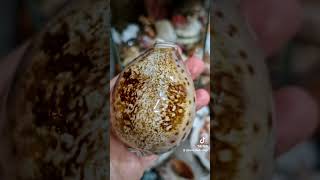 Unique and collectable Cypraea Valentia 🤩💎cypraeavalentia unique collectibles gem rarefinds [upl. by Ahsena]