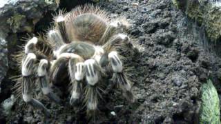 Acanthoscurria geniculata beim Terrarien Umbau [upl. by Eidac587]