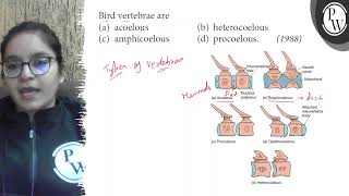 Bird vertebrae are a acoelous b heterocoelous c amphicoelous [upl. by Gian]