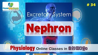 Ep34  Nephron humanphysiology malayalam excretorysystem [upl. by Poree440]