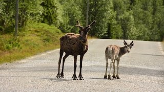 Vlaanderen Vakantieland Zweden avontuurlijk natuurlijk [upl. by Esertal]