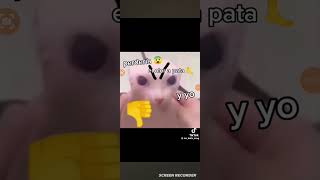 comedia cat gato gatos perros 8 razones [upl. by Ellan]