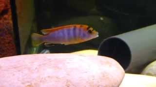 Labidochromis Hongi Kimpuma 2 [upl. by Swigart]