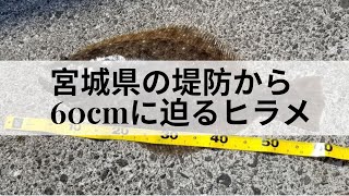 宮城県の堤防から60cmに迫る化け物ヒラメちゃん [upl. by Halimeda871]