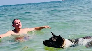 Akita Life  Akita Dogs Heartwarming Sea Swim [upl. by Petey]