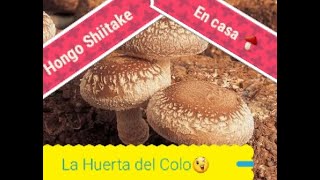 HONGO SHIITAKE LENTINULA EDODES PRODUCCION EN CASA quotLA HUERTA DEL COLOquot [upl. by Flaherty]