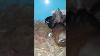 Euro Society Finches Egg Hatching birds bird finchs birdslover OliPets [upl. by Hadria]