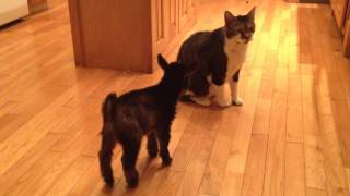 Baby Goat Tries to Headbutt Cat [upl. by Hallie]