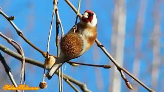 Спостереження за птахамиЩиглик Carduelis carduelisbirds wildlife documentarywildlife photography [upl. by Metah197]