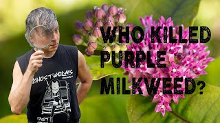 Who Killed Purple Milkweed [upl. by Cissy]