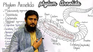 Phylum Annelida  class 11 [upl. by Helbonna386]