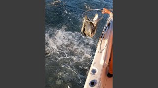 Scooping Fish Being Chased By Giant Bluefin Tuna [upl. by Favrot]