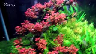 Underwater View  RedBonsai TreeScape Video3 [upl. by Gatian]