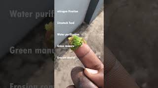 About Azolla azolla village farmer manure organicfarming trendingshorts viralshort organic [upl. by Patrizia]