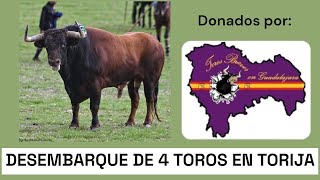 🔥DESEMBARQUE DE TOROS BRAVOS EN TORIJA FERIA CHICA 2024🔥 [upl. by Natal]