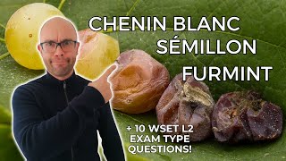 Chenin Semillon Furmint Everything You Need to Know WSET L2 in Wines 10 WSET exam questions [upl. by Wallace]