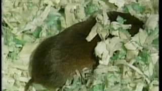 Vole Control featured on quotThe Down East Gardenerquot [upl. by Seppala299]