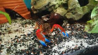 Cherax Blue Claw [upl. by Foote]