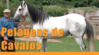 Como Identificar as Pelagens dos Cavalos A Pelagem Composta [upl. by Nawoj461]