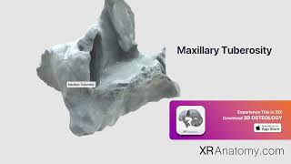 Maxillary Tuberosity of Maxilla [upl. by Esirahs889]