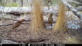 Courtship display spotted bowerbird [upl. by Ettedanreb]