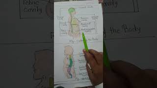 Body cavity anatomy bscnursing medicalstudent [upl. by Lari47]