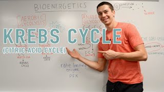 Krebs Cycle Explained [upl. by Furiya]