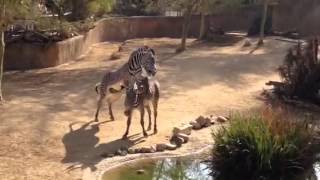 Zebra mating at LA Zoo [upl. by Ycam29]