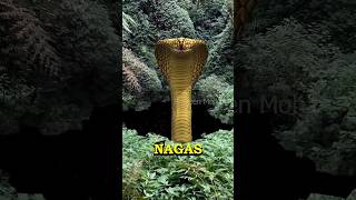 Nagas  The Underworld Gods Found [upl. by Evadnee]