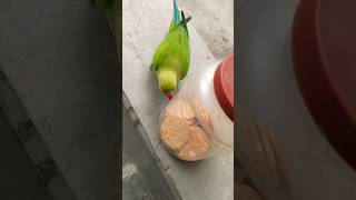 Main Tota haer AA Mitthu Tota haer rang ke AA Mitthu Ta in Parrot Sounds Mitti videos [upl. by Suivatal429]