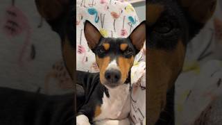 Majestic Basenji Zinga Ray￼ basenji dog beautiful [upl. by Clova]