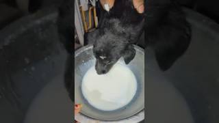 feeding milk cute puppy street dog🥺❤️ [upl. by Laise]