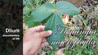 Apa apa Flemingia macrophylla  part 2 [upl. by Ellenahc]