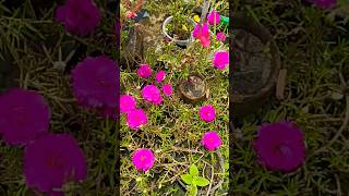 Portulaca plant reels garden trending nature viralshort indoorplants motivation song love [upl. by Aronas]